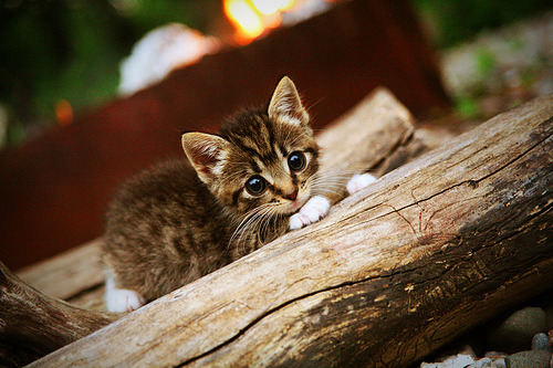国际铁人三项大奖赛炎热天气下鏖战，国际铁人三项标准距离