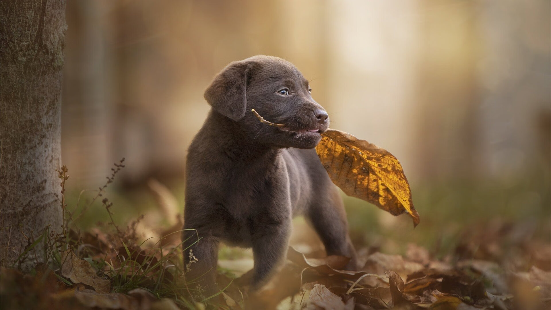未来足球:结合科幻概念的创新场馆设计,未来足球发展