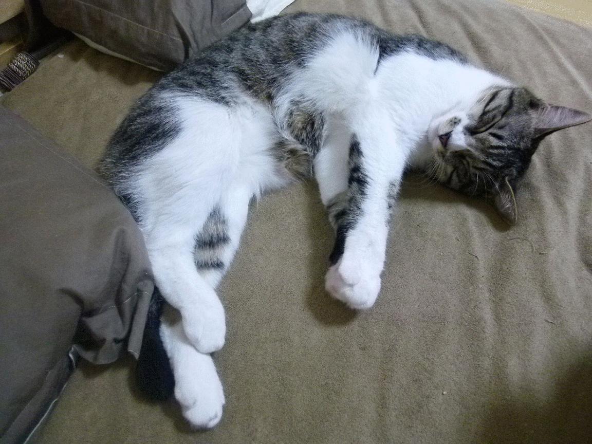 英超赛季中期体能衰减趋势与恢复干预效果评估,英超强度