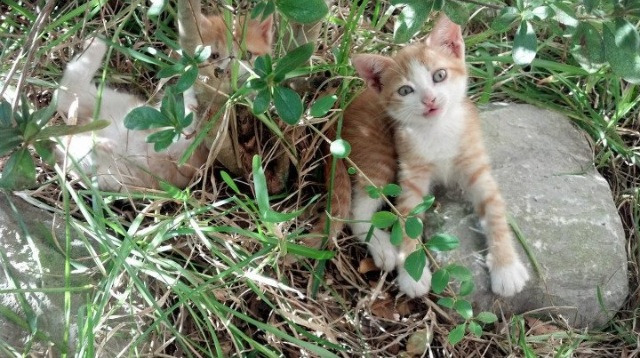 运动员心理辅导策略,运动员的心理辅导