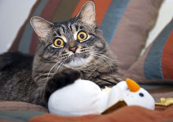 高校运动员体能训练方法研究,高校体育的运动技能目标