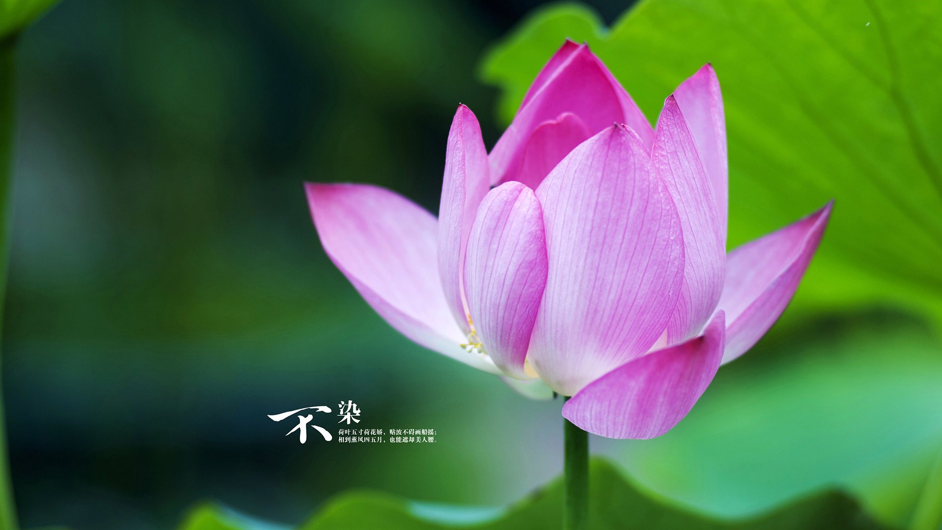 东亚杯中国足球战胜 球员心理素质提升,东亚杯中国队名单