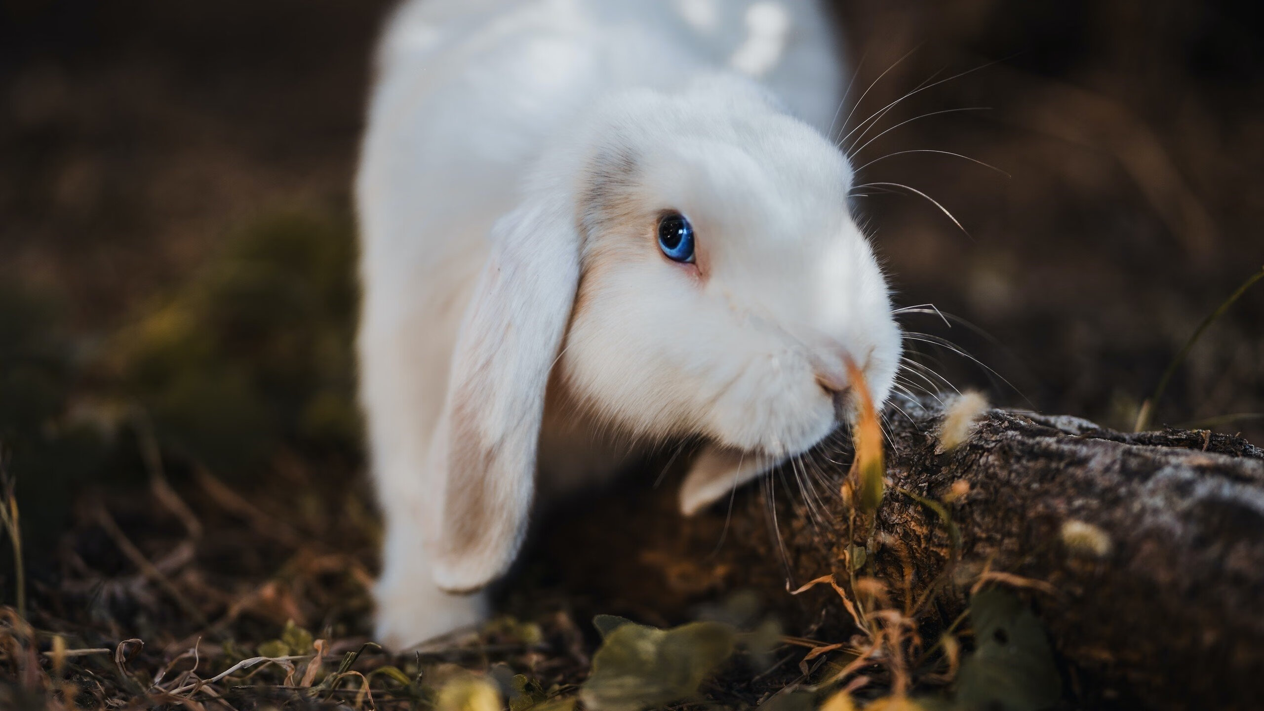 AIYOUXI-中超联赛中国足球夺冠 历史回顾令人振奋，中超冠军历史