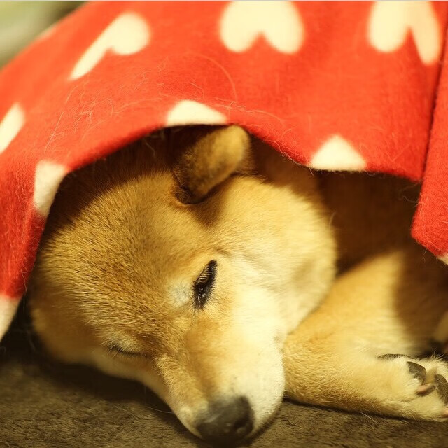 中超联赛中国足球夺冠 历史回顾令人振奋,中超冠军历史