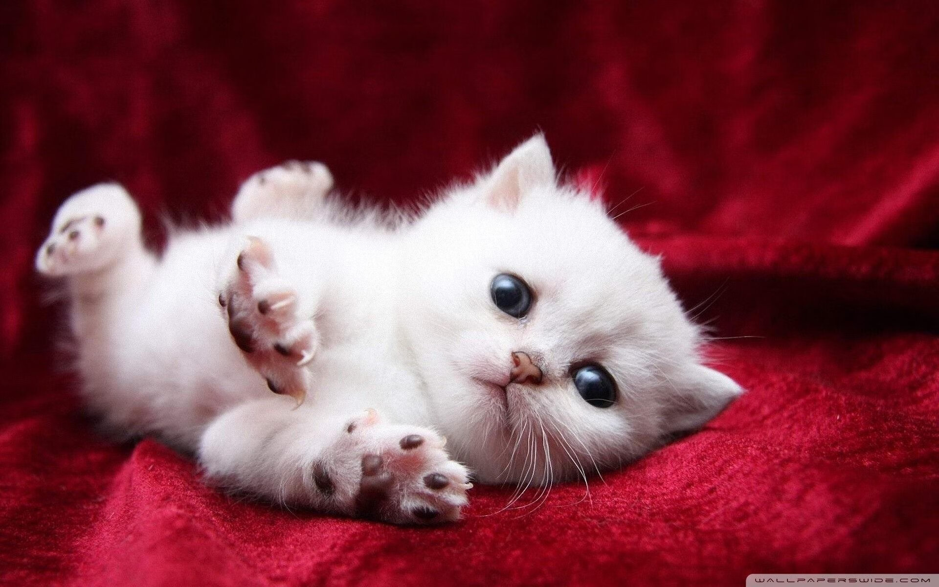 爱游戏体育app下载-博塔弗戈渴望爆冷，面对马竞迎难而上，博塔弗戈足球俱乐部