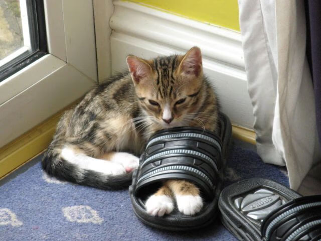 爱游戏APP-国家队选人标准模糊导致争议频发，国家队候选人